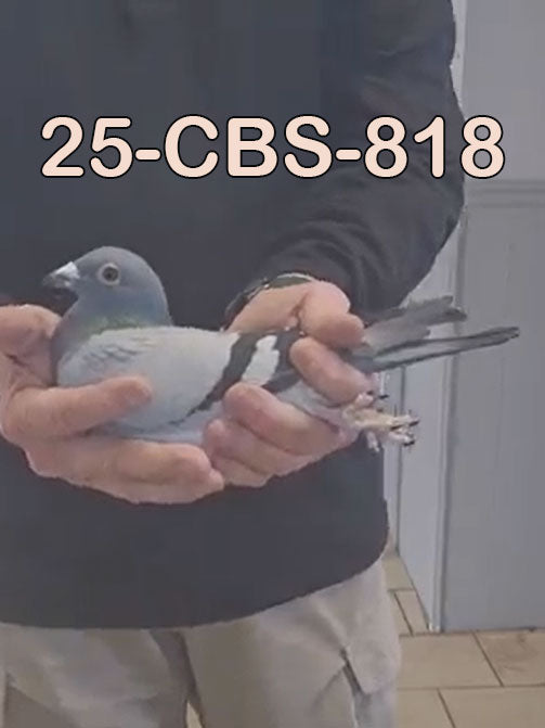 25-CBS-818 Blue hen. Kannibaal & Vandenabeele.