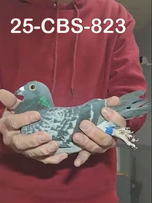 25-CBS-823 Blue check cock.