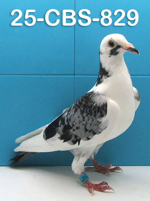 25-CBS-930 Grizzle Hen.