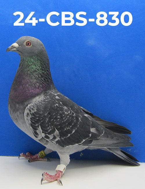 24-CBS-830 DC Cock. Son "Kambree", 1/2 sister bred "Little Miss Nikki" SAMDPR winner.