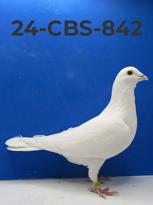 24-CBS-842 White Male..