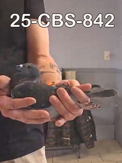 25-CBS-842 Dark Check hen.