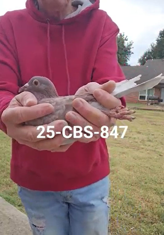 25-CBS-847 Red Hen. Granddaughter "Bellatrix"