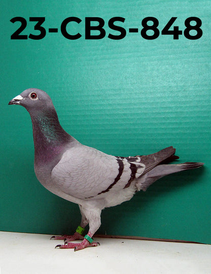 23-CBS-848 Blue Hen. Foundation Quality Vandenabeele hen.
