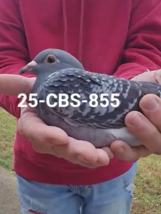 25-CBS-855 Blue Check hen. 019 JANSSEN WITH GREEN EYE!
