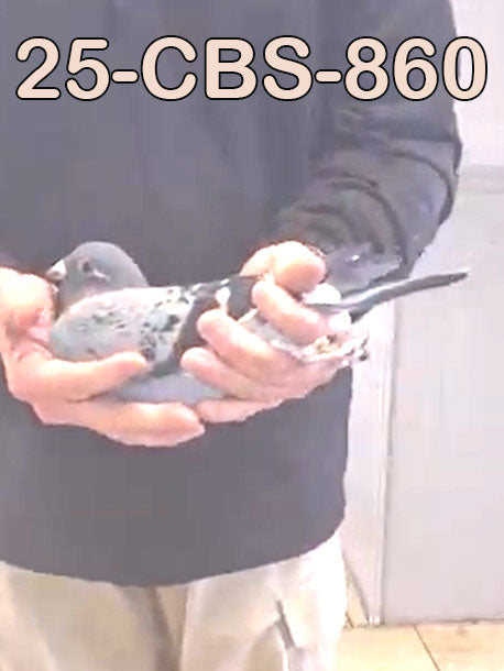 25-CBS-860 Pencil white flight hen.