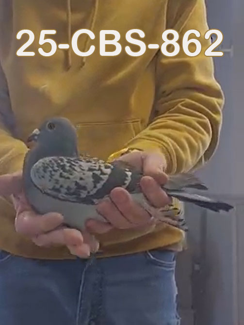 25-CBS-862 Blue check cock. De Saer/ Kannibaal