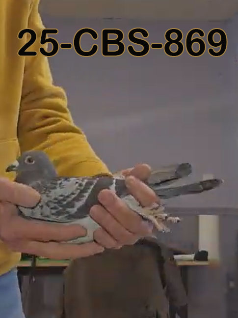 25-CBS-869 Blue Check cock. Son "Ebony"