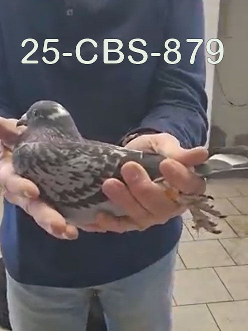 25-CBS-879 Blue check splash male. – CBS Pigeon