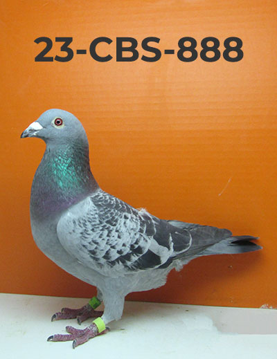 23-CBS-888 Blue Check Cock.