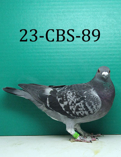 23-CBS-89 BC H