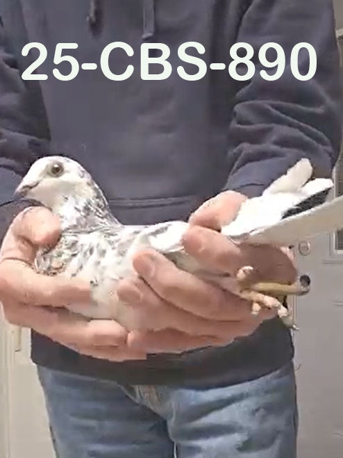 25-CBS-890 Grizzle Cock