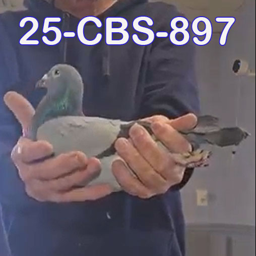 25-CBS-897 Blue Cock