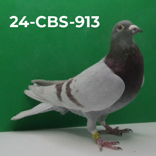 24-CBS-913 Silver Cock