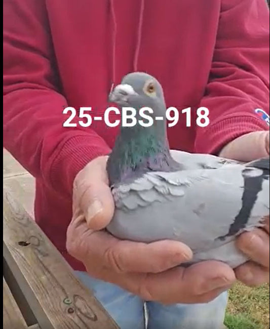 25-CBS-918 Blue Cock. Inbred "Early Grey"