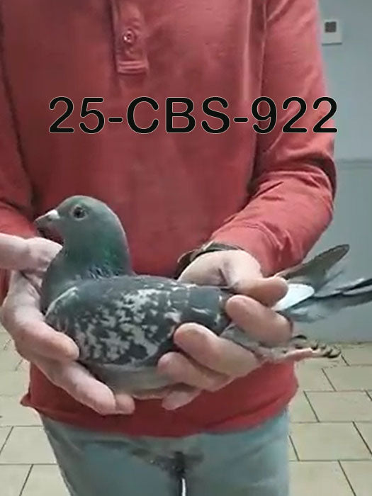 25-CBS-922 Blue check white flight hen.