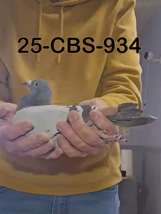 25-CBS-934 Blue Hen. 019 Janssen