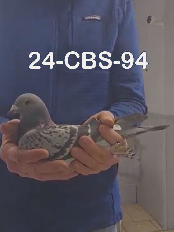 24-CBS-94 Light check white flight cock.