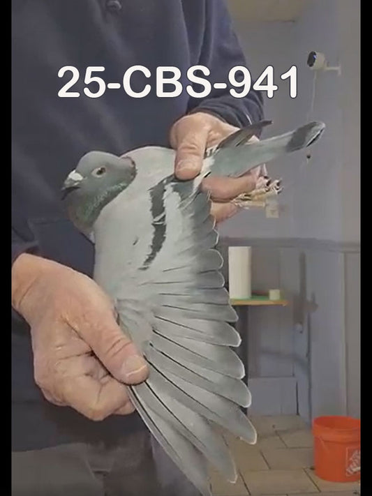 25-CBS-941 Blue Hen. 019 Janssen.