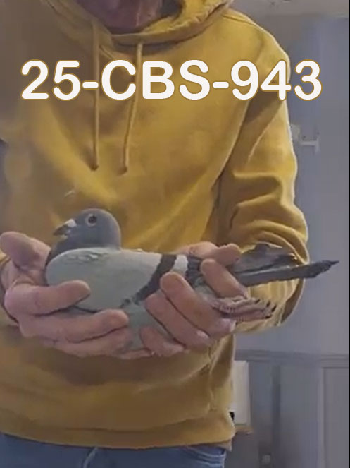 25-CBS-943 Blue cock. Inbred "Jade". 019 Janssen