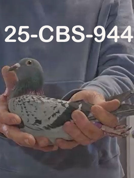 25-CBS-944 Light Check hen.