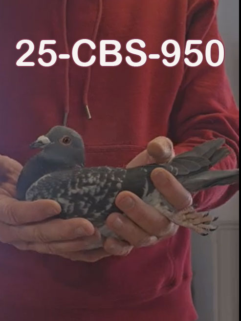 25-CBS-950 Blue check hen?