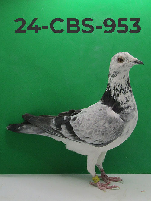 24-CBS-953 Grizzle Cock