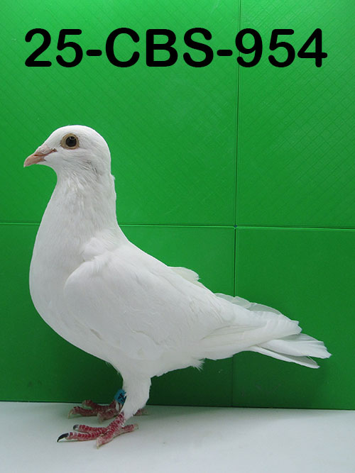 25-CBS-954 White Cock. 019 Janssen.