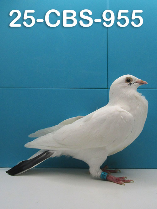 25-CBS-955 White Cock. 019 Janssen.