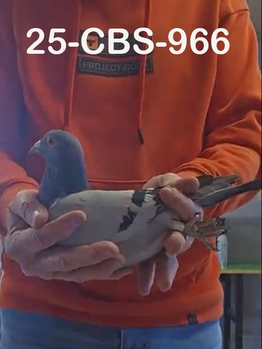 24-CBS-966 Blue cock. Inbred "Rudi"