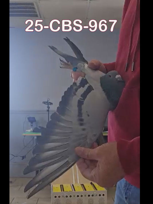 25-CBS-967 Blue hen. Daughter "Benjamin".