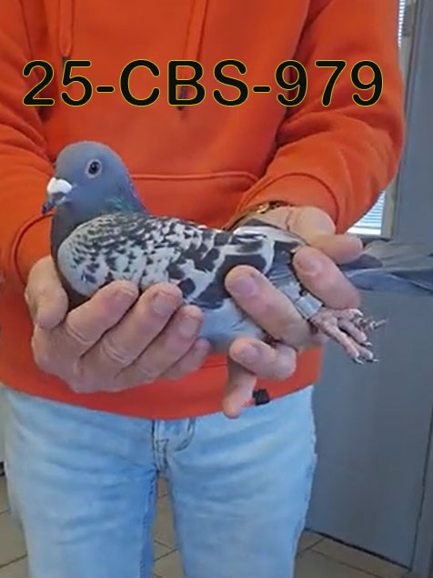 25-CBS-979 Blue check cock.