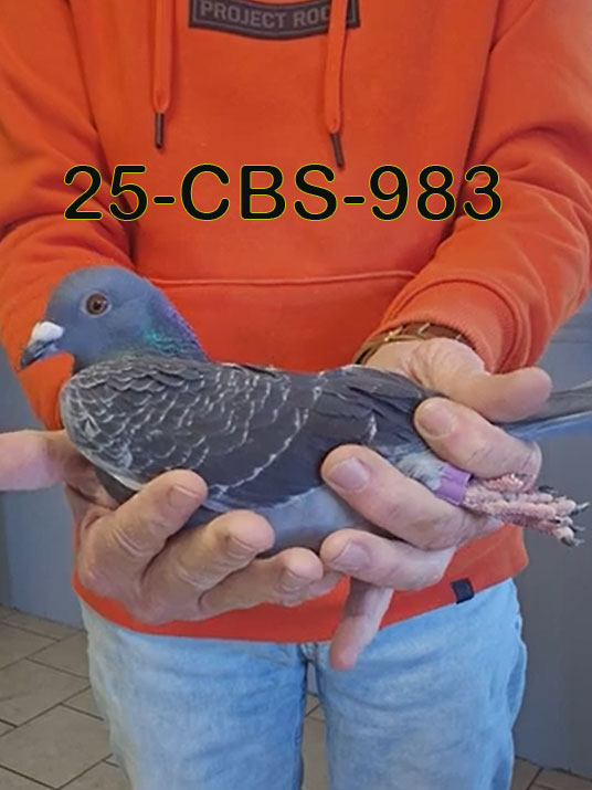25-CBS-983 Dark check cock. Inbred "DiCaprio"