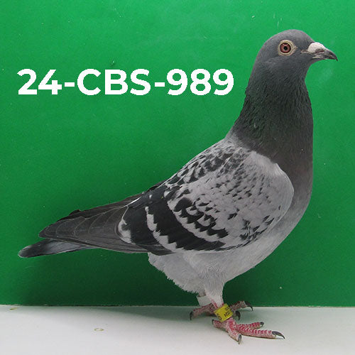 24-CBS-989 Light Check Hen. Daughter of 'Argyle', top racer and breeder.