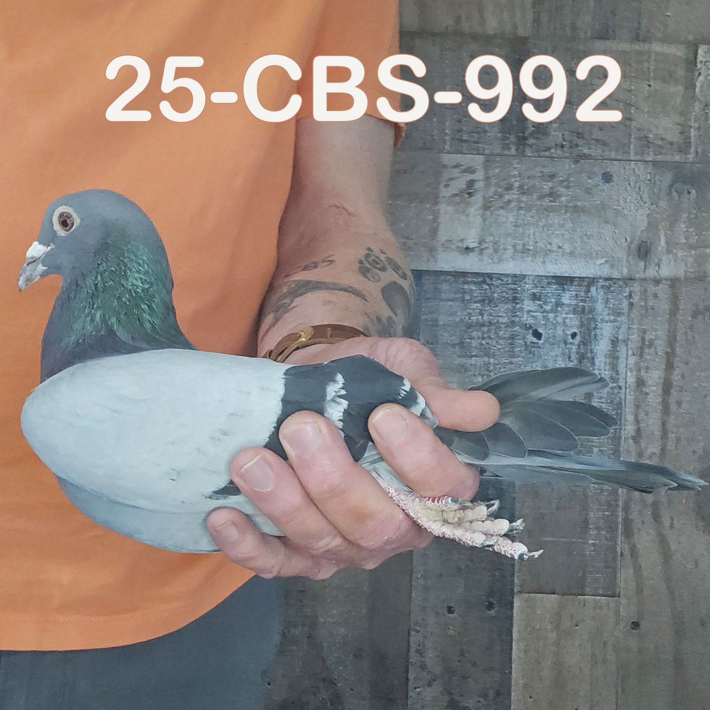 25-CBS-992 Blue cock. Son "Korin".