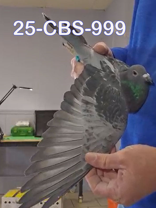 25-CBS-999 Dark Check hen. Daughter "Ebony". Granddaughter "Thriambos"