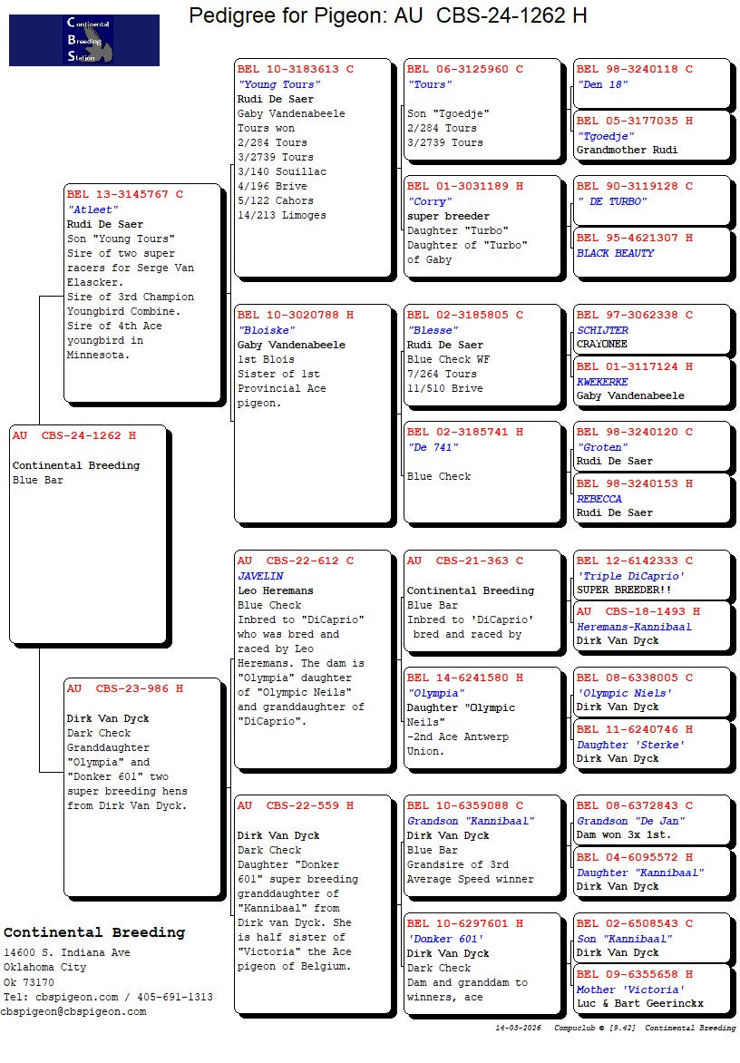 24-CBS-1262 Blue hen. Daughter "Atleet" super breeder from Rudi De Saer.