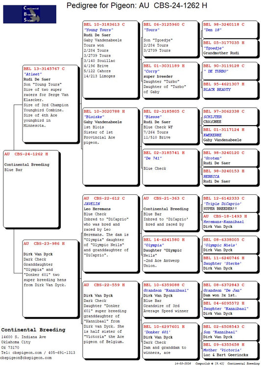 24-CBS-1262 Blue hen. Daughter "Atleet" super breeder from Rudi De Saer.