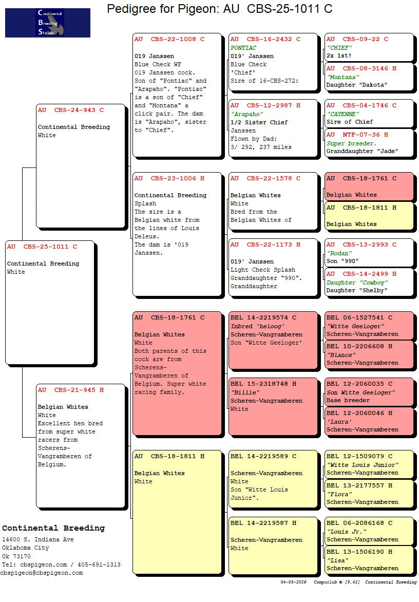 25-CBS-1011 Belgian White Cock.