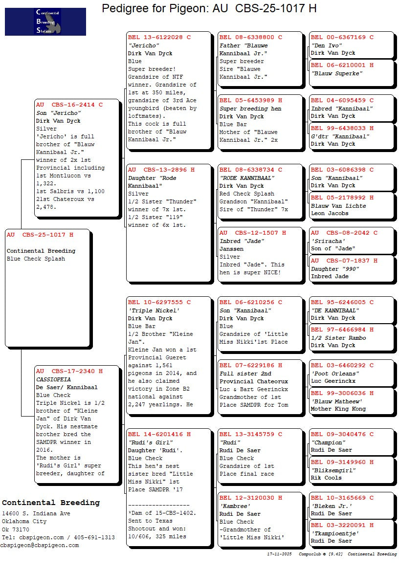 25-CBS-1017 Blue check splash hen. Excellent Kannibaal lines.