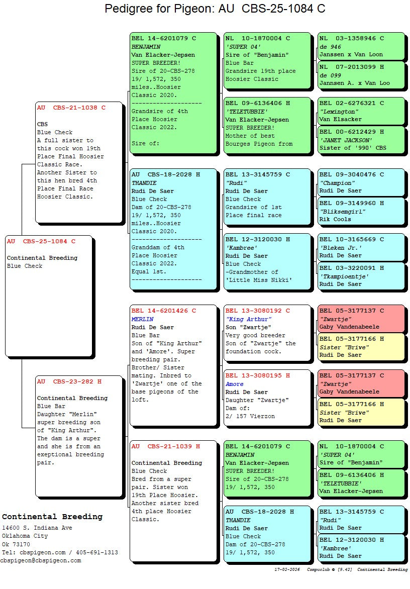 25-CBS-1084 Blue check cock. Grandson "Benjamin" & "Thandie"