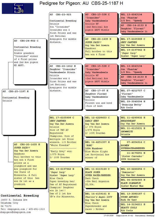 25-CBS-1187 Grizzle Splash hen. Ironsides x Kaasboer