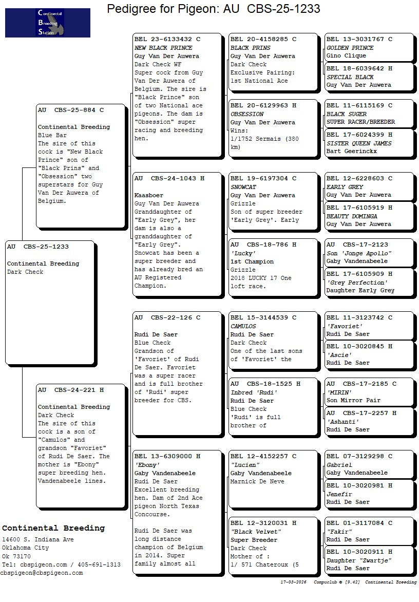 25-CBS-1233 Black cock. Grandson "Ebony"