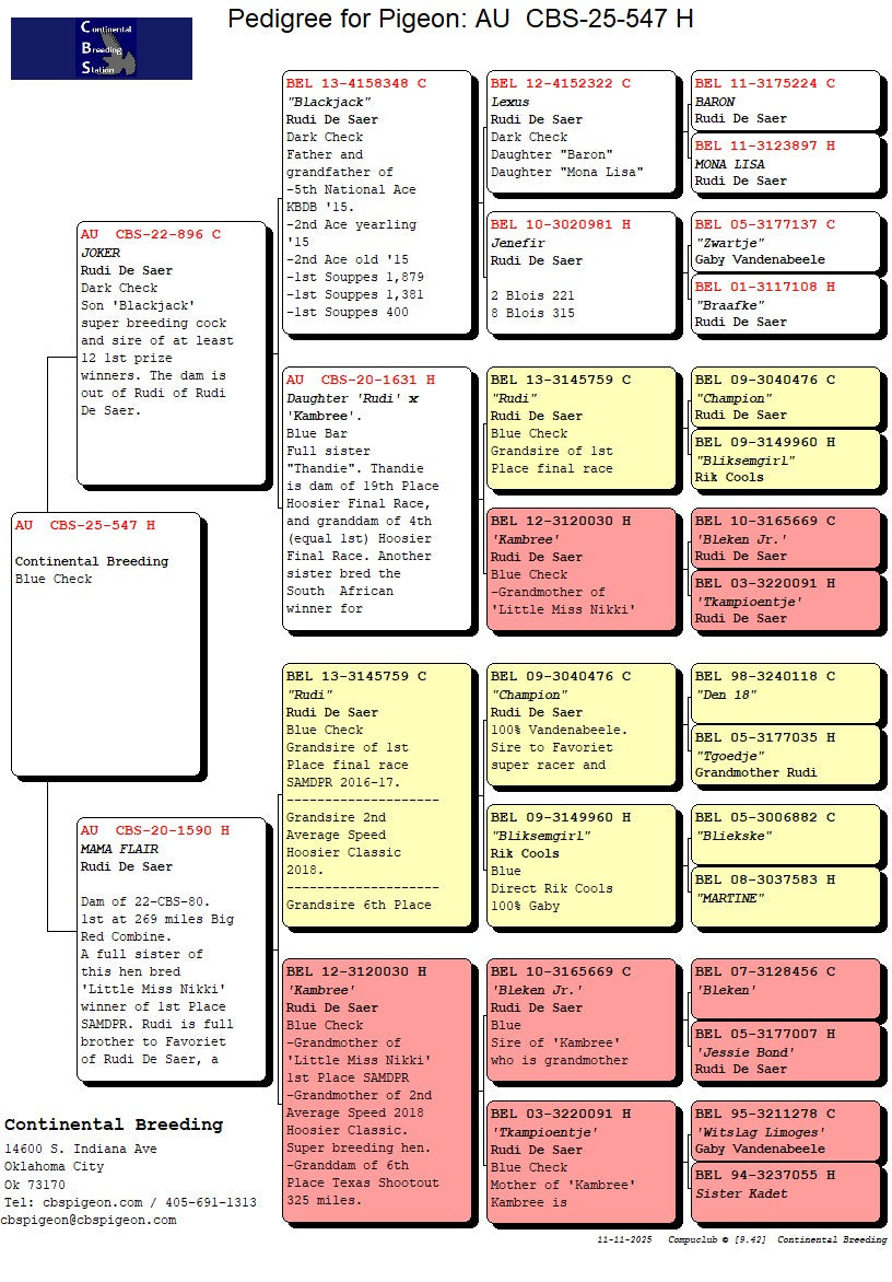 25-CBS-547 Blue check hen. Inbred granddaughter "Rudi", "Kambree".