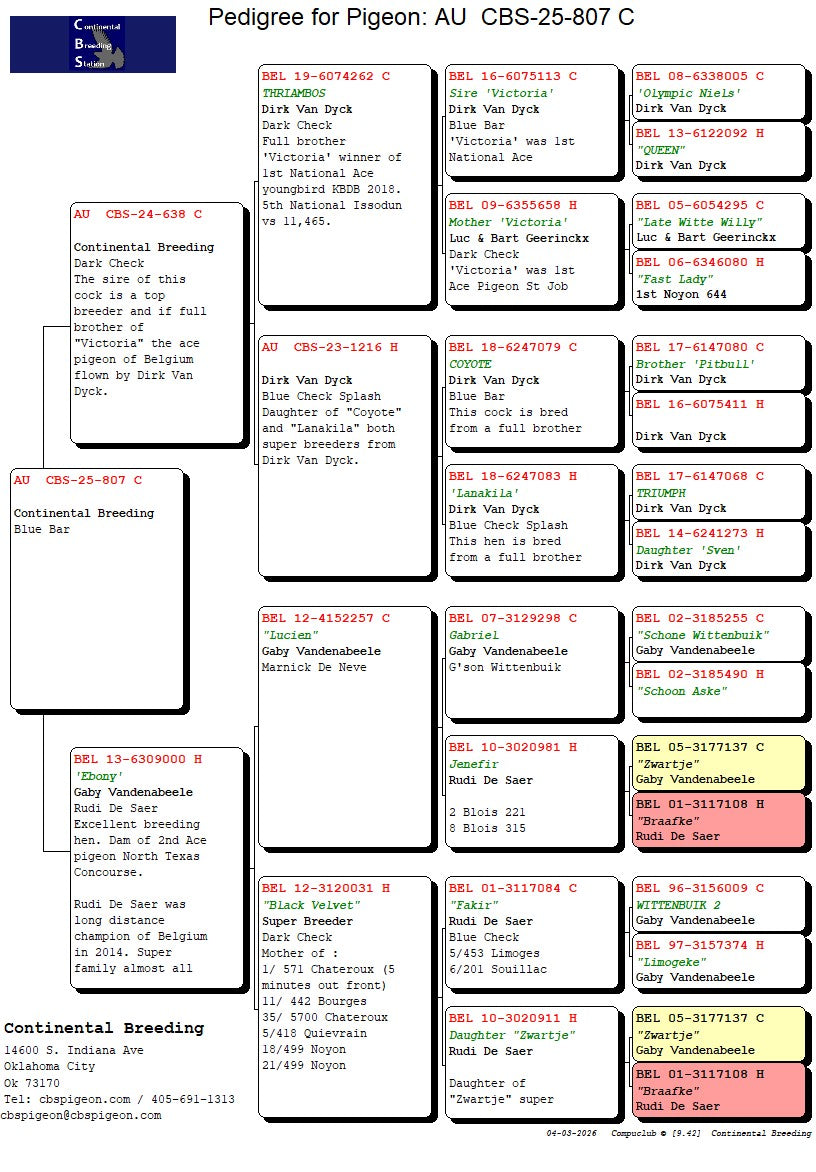 25-CBS-807 Blue cock. Son "Ebony"