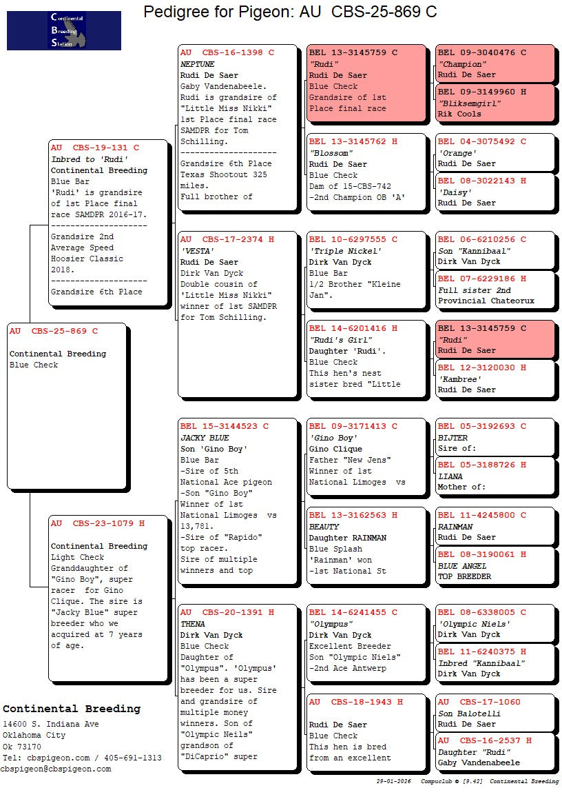 25-CBS-869 Blue Check cock. Son "Ebony"