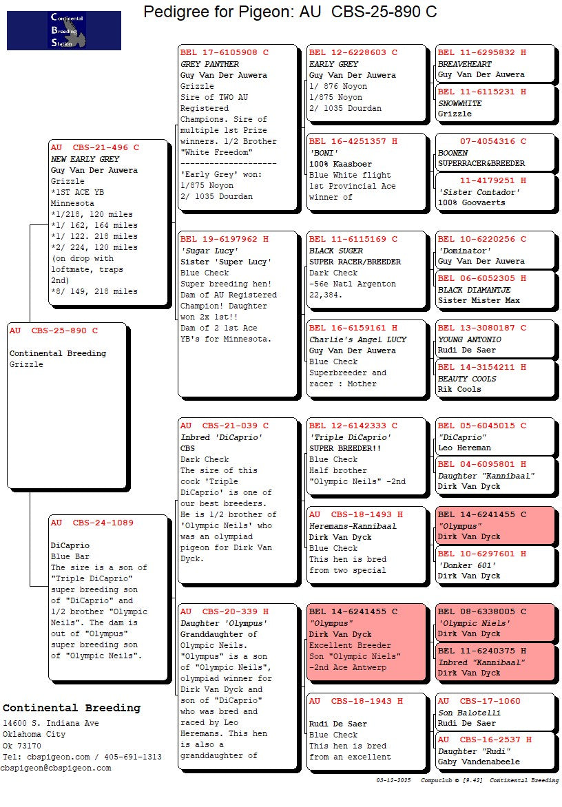 25-CBS-890 Grizzle Cock