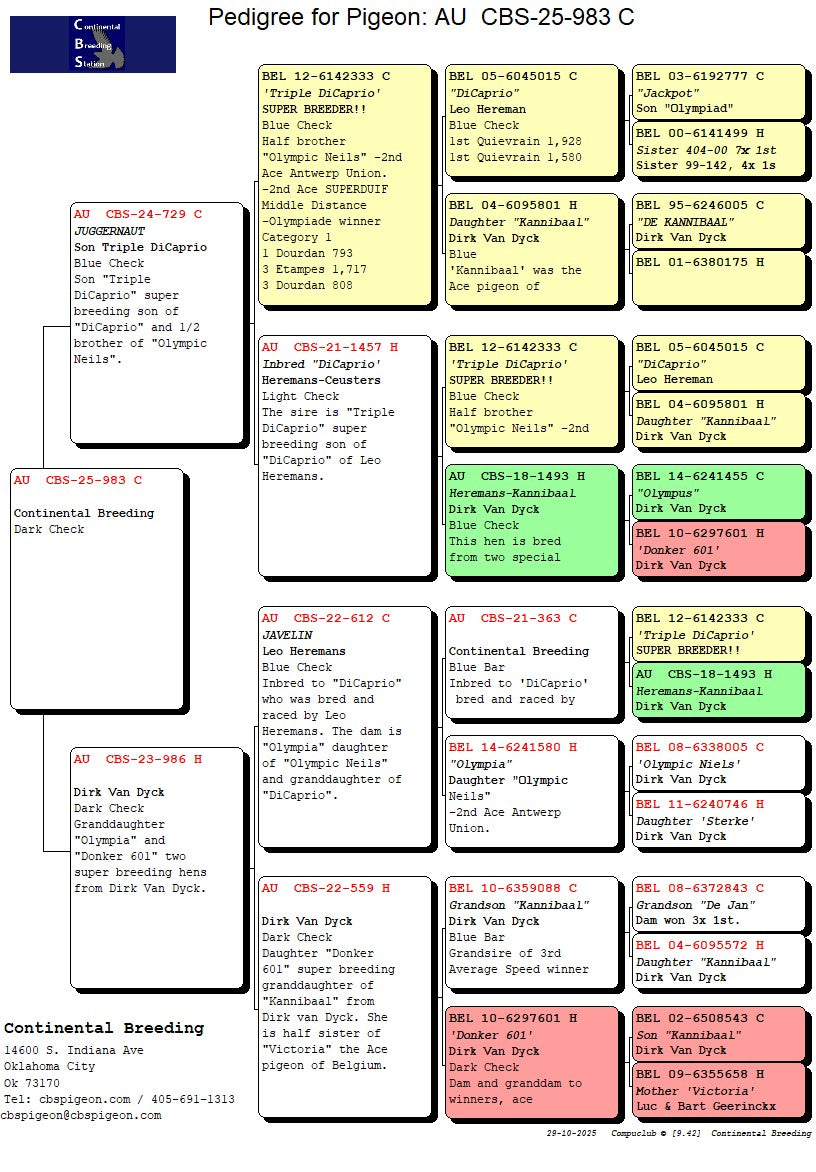 25-CBS-983 Dark check cock. Inbred "DiCaprio"