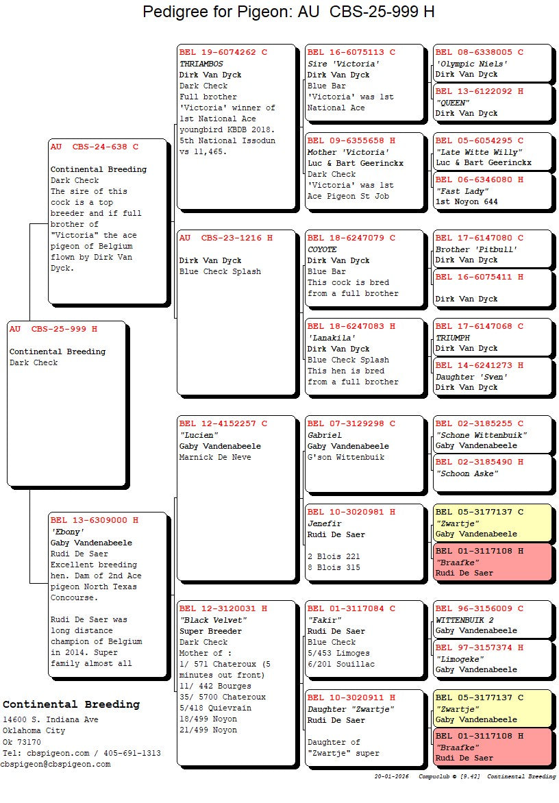 25-CBS-999 Dark Check hen. Daughter "Ebony". Granddaughter "Thriambos"