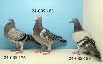 sb pigeon